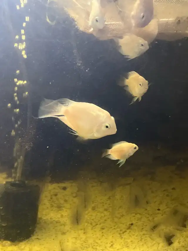 polar white cichlids in Fish for Rehoming in Moncton - Image 3