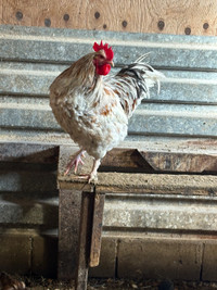 Male rooster 