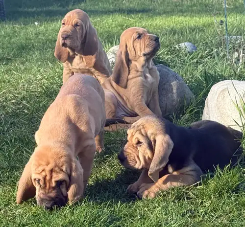 CKC Bloodhound Puppies – Champion Bloodlines – females Available Beautiful Bloodhound puppies from c...