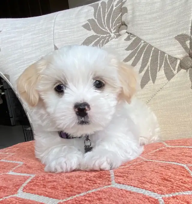 3 Beautiful Female Malshi Puppies Ready For Their Forever Home! in Dogs & Puppies for Rehoming in Markham / York Region - Image 4