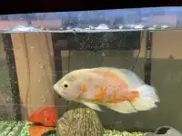 75 gallons fish tank