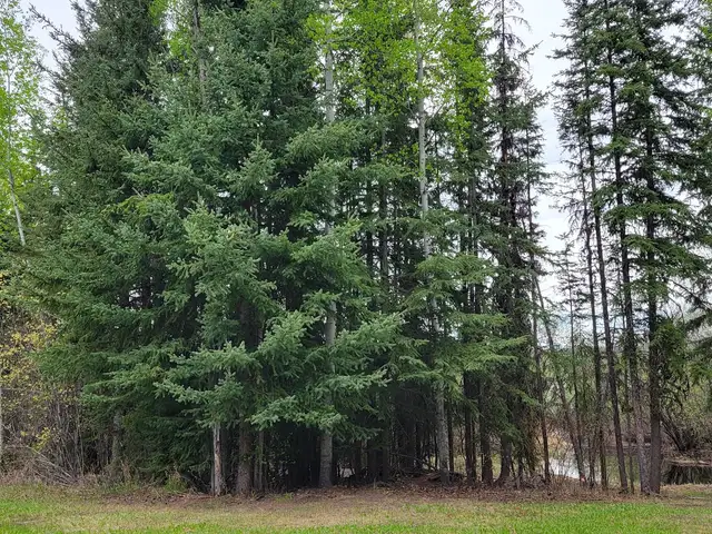 Vacant Land. in Land for Sale in Burns Lake - Image 10