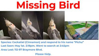 Missing Bird. please help. Grey Cinnamon Cockatiel.