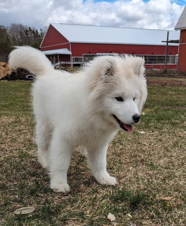 Samoyed puppy in Dogs & Puppies for Rehoming in North Bay