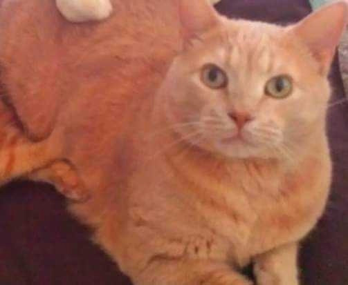 MISSING CATS MOEMOE AND SQUEEK in Lost & Found in St. Catharines