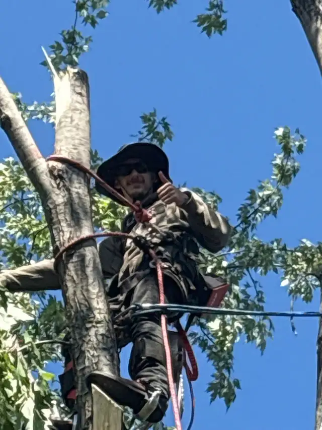 Landscaping and tree work in Lawn, Tree Maintenance & Eavestrough in City of Toronto - Image 5