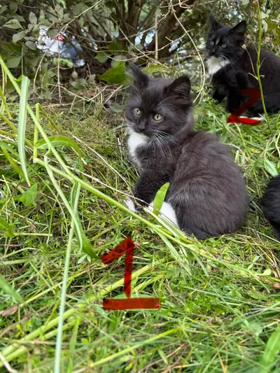 Adorable Male Kittens, View more