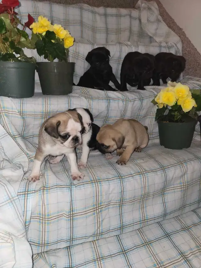 pug  puppies ! in Dogs & Puppies for Rehoming in Stratford - Image 8