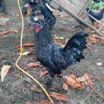 Banty Roosters , View more