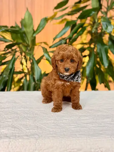 Sweet Mini Goldendoodle puppies ready to meet you, View more