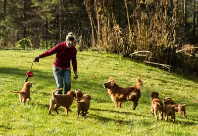 Golden Retriever pups, View more