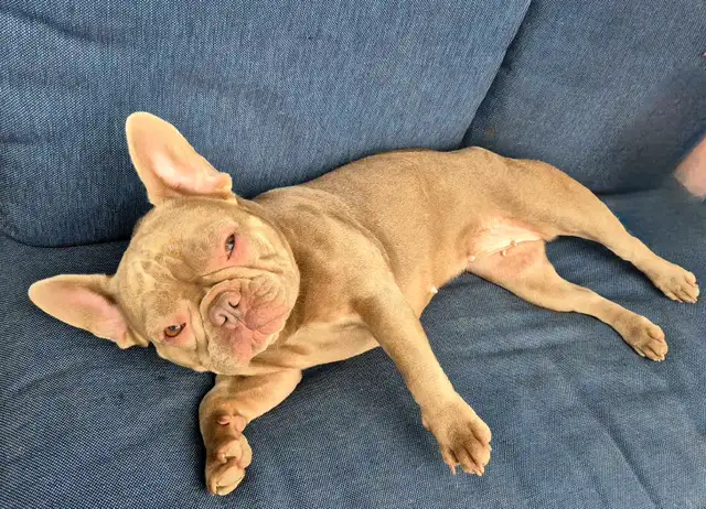 Recherche familles d'accueil pour bouledogues français in Dogs & Puppies for Rehoming in Longueuil / South Shore - Image 5