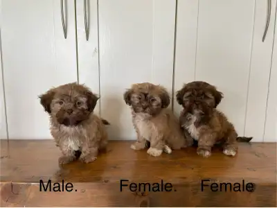 Shih Tzu Bichon Mixed Puppies! SHICHON!, View more