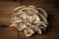 Flash deal - farm fresh oyster mushrooms, up to 60% off msrp