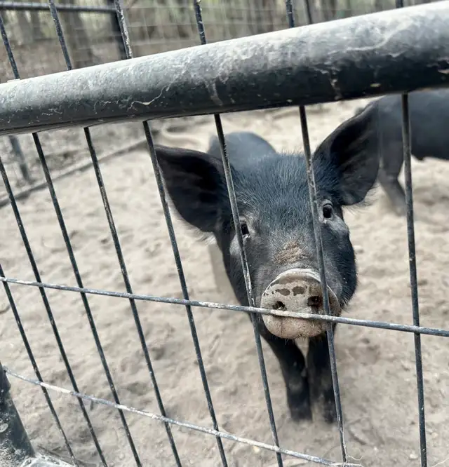 PIGS Berkshire Mulefoot cross in Livestock in Vernon - Image 4