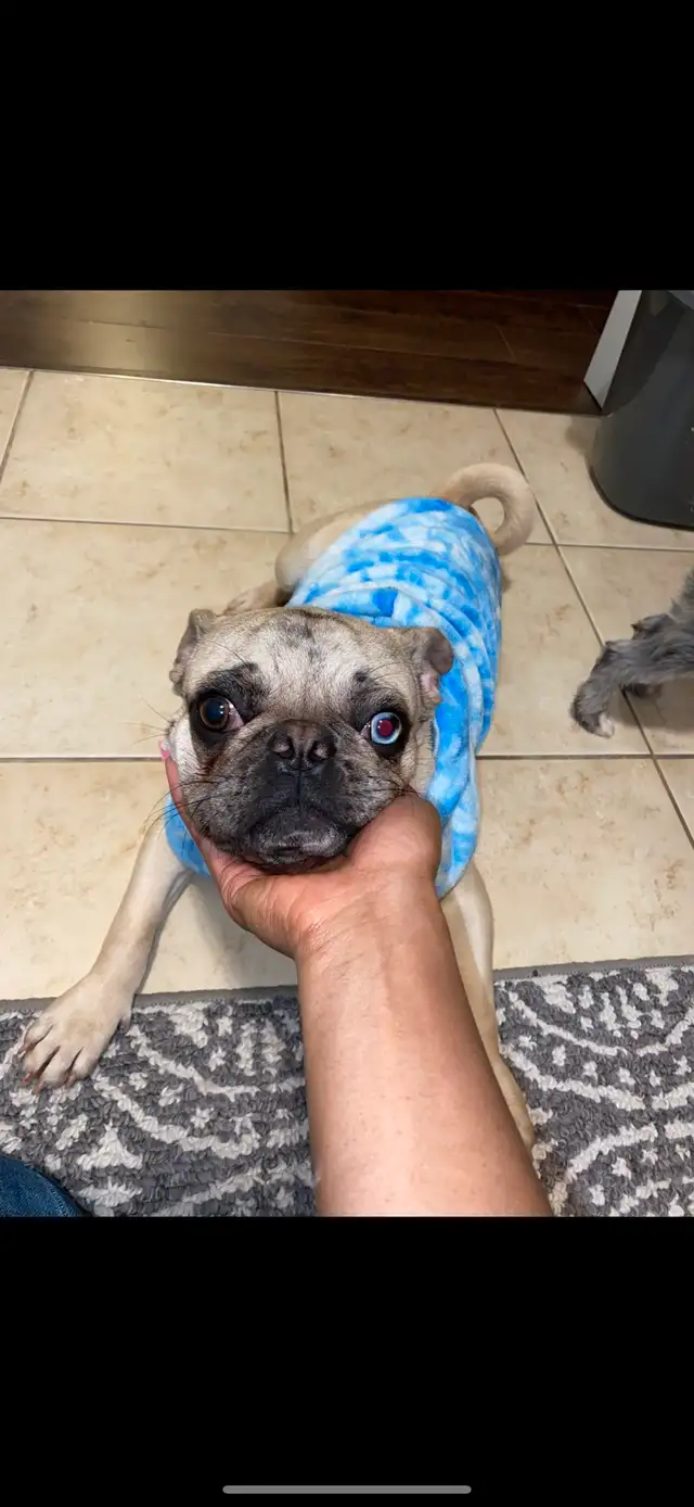 4 year old Mixed French Bulldog in Dogs & Puppies for Rehoming in City of Toronto - Image 6