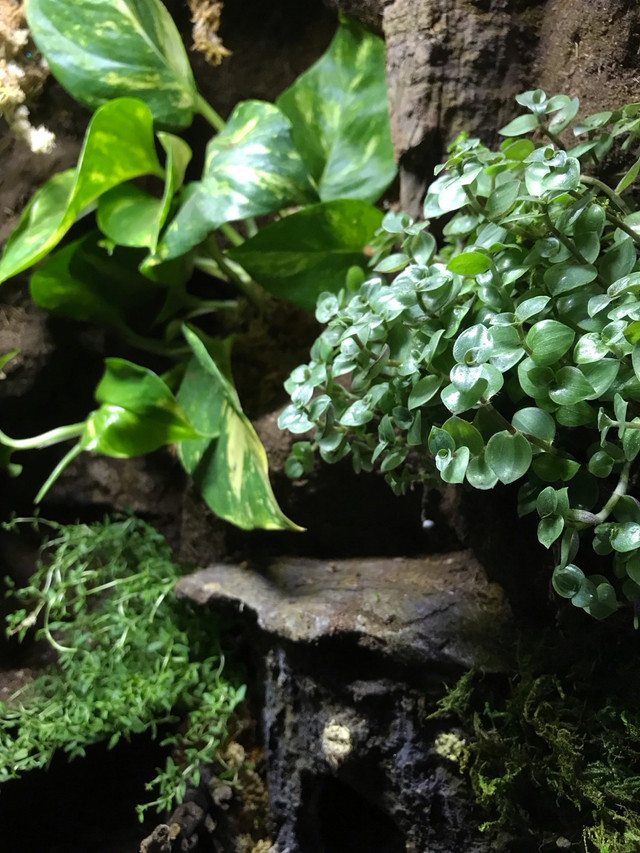 3 Breeding Crested Geckos In 40 Gallon Waterfall Vivarium! in Reptiles & Amphibians for Rehoming in Lethbridge - Image 3