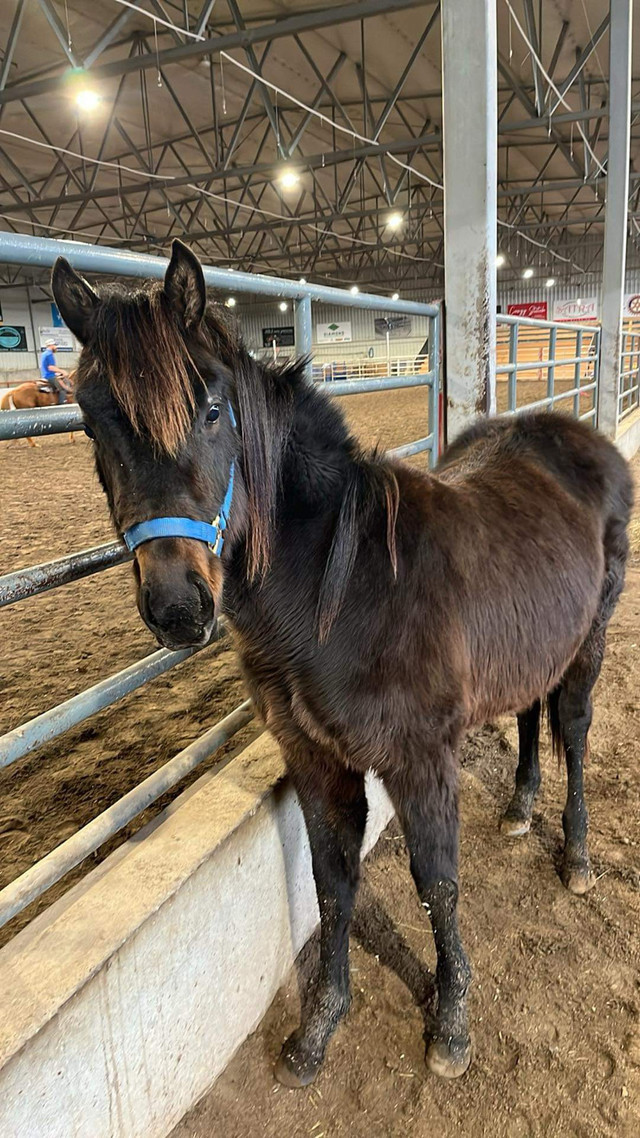 Filly horse  in Horses & Ponies for Rehoming in Lethbridge - Image 2