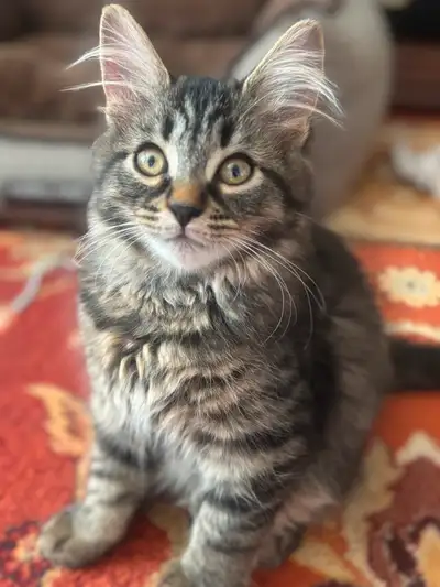 We have 2 boys and 1 girl available from the litter of 5, ready to find their new family that will l...
