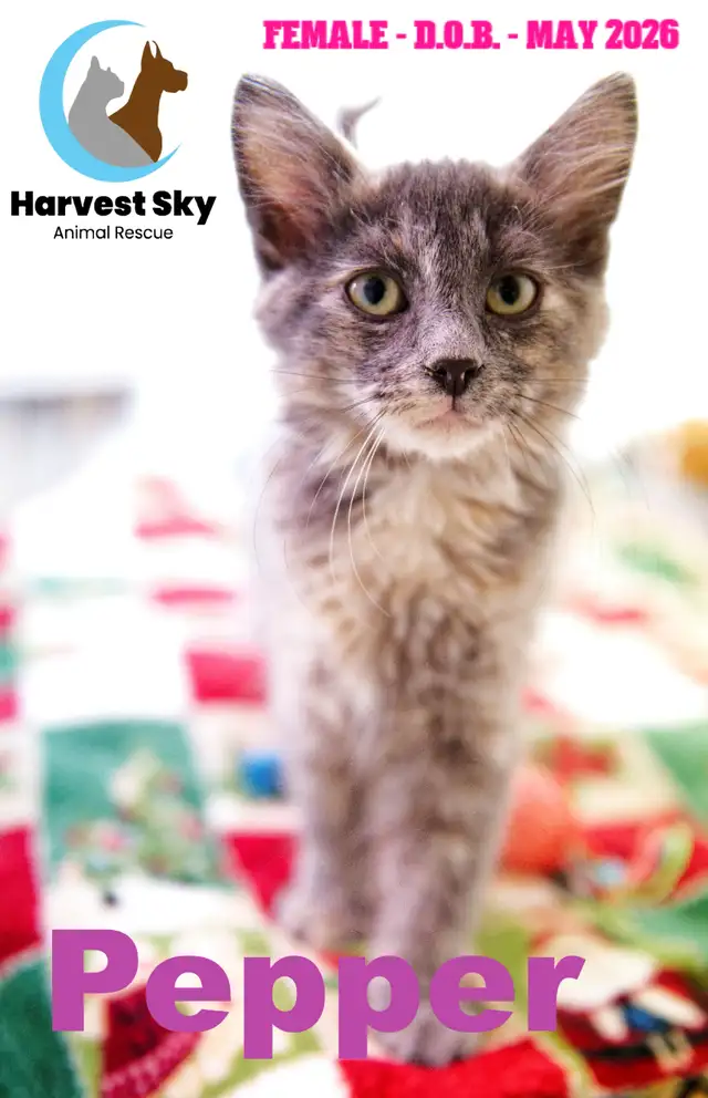 -HARVEST SKY ANIMAL RESCUE- 12 KITTENS & 9 CATS AVAILABLE | Registered ...