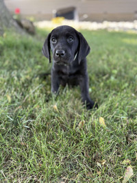 lab puppies
