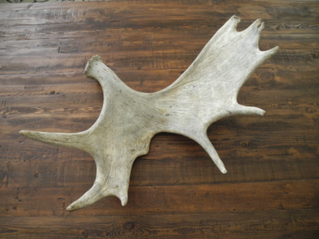 Real Moose Antler in Home Décor & Accents in Strathcona County - Image 4