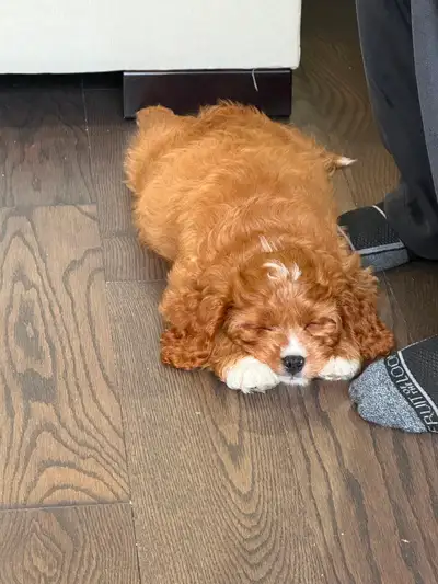 4 month old Cavapoo (hypoallergenic), View more