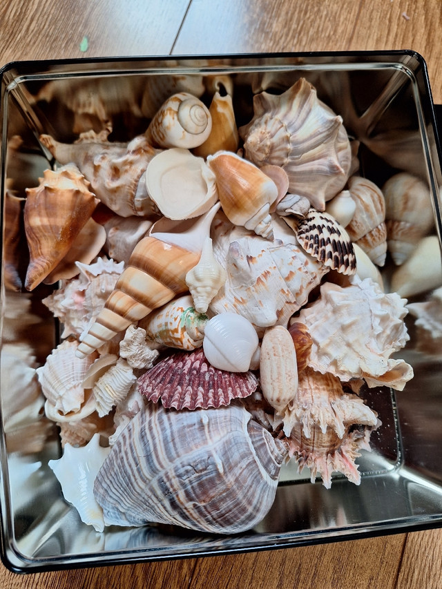 SHELLS Two 9x9" Tins Full of Seashells  in Home Décor & Accents in Hamilton