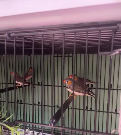 8 male zebra finch. The price is negotiable for the purchase of all birds.