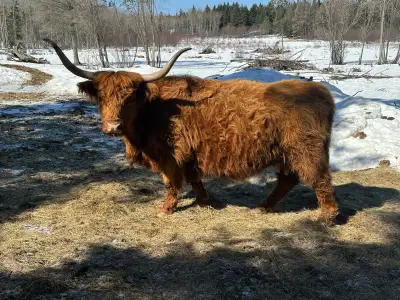 highland cow, View more