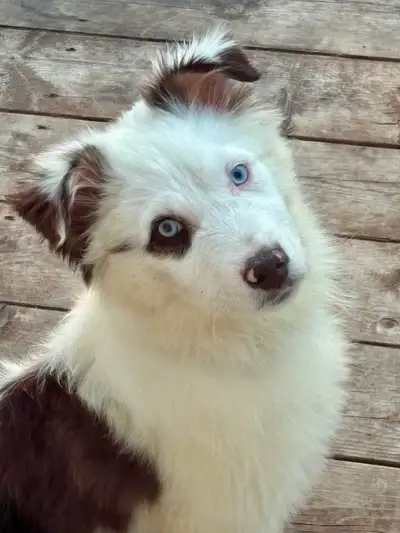 Astro: Purebred Australian Shepherd Looking for His Forever Home, View more