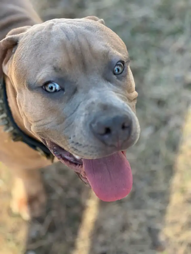 Beutiful American bulldog in Dogs & Puppies for Rehoming in Winnipeg - Image 3
