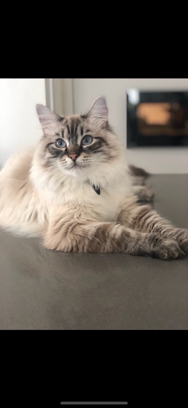 Chatons Sibériens enr Tica et Maine coon Enr Tica pures races