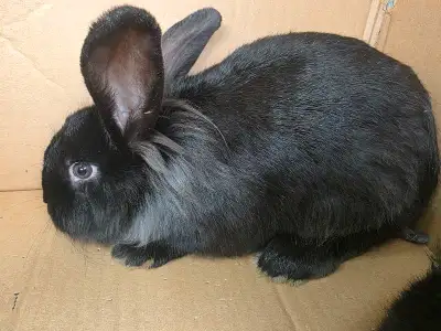 J'ai 2 lapins, mâles tête de lion à vendre. 15$/chaque