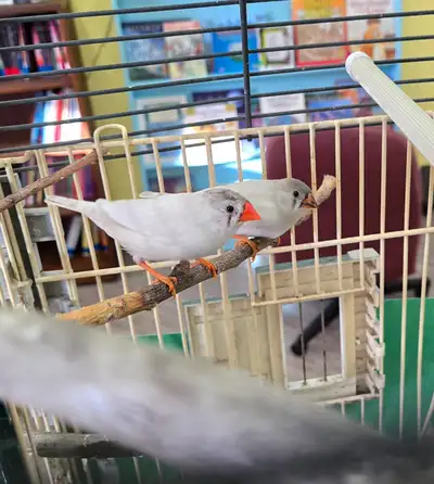 Zebra Finches (Sold), View more