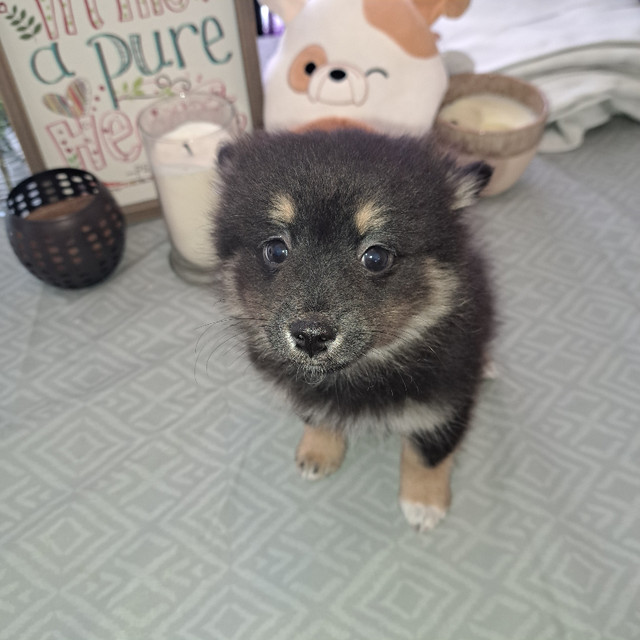 2 Pomeranian boys in Dogs & Puppies for Rehoming in North Bay - Image 2