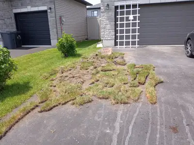Free Grass, View more