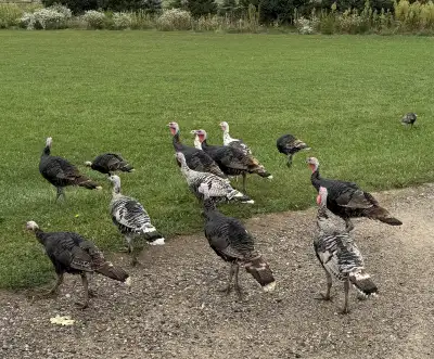 Sweet grass $125/pair, females $80 each Narragansett females $80 each All 2025 hatch Also have a few...