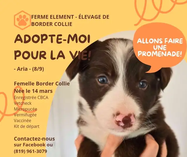 Chiots Border Collie Pure race / Purebred Border Collie Puppies in Dogs & Puppies for Rehoming in Gatineau - Image 6