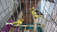 Couple de canaries