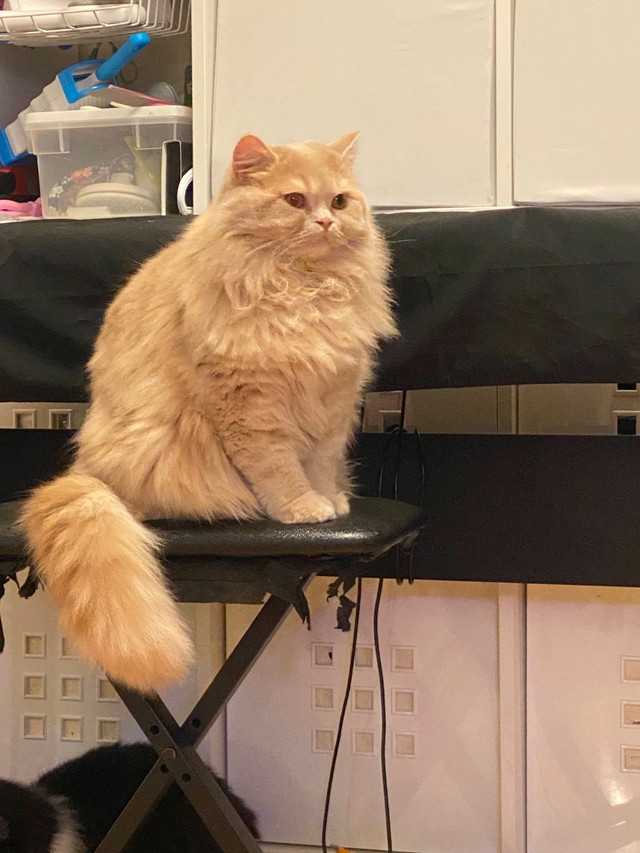 British longhair  in Cats & Kittens for Rehoming in Burnaby/New Westminster