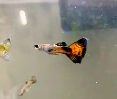 20 fancy trail  guppies for $30