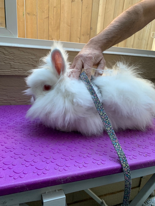 Mobile Bunny Grooming (825)438-2700 in Animal & Pet Services in Calgary - Image 2