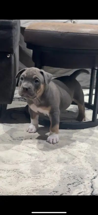 American Bulldog, View more