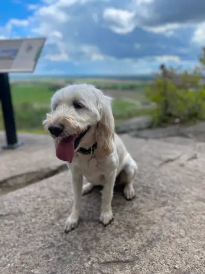 I’m looking for a very special home for my spayed, full-vaxxed, 9-year-old goldendoodle—a calm, quie...