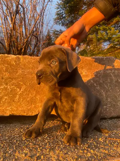 Purebred Cane Corso Puppy, View more