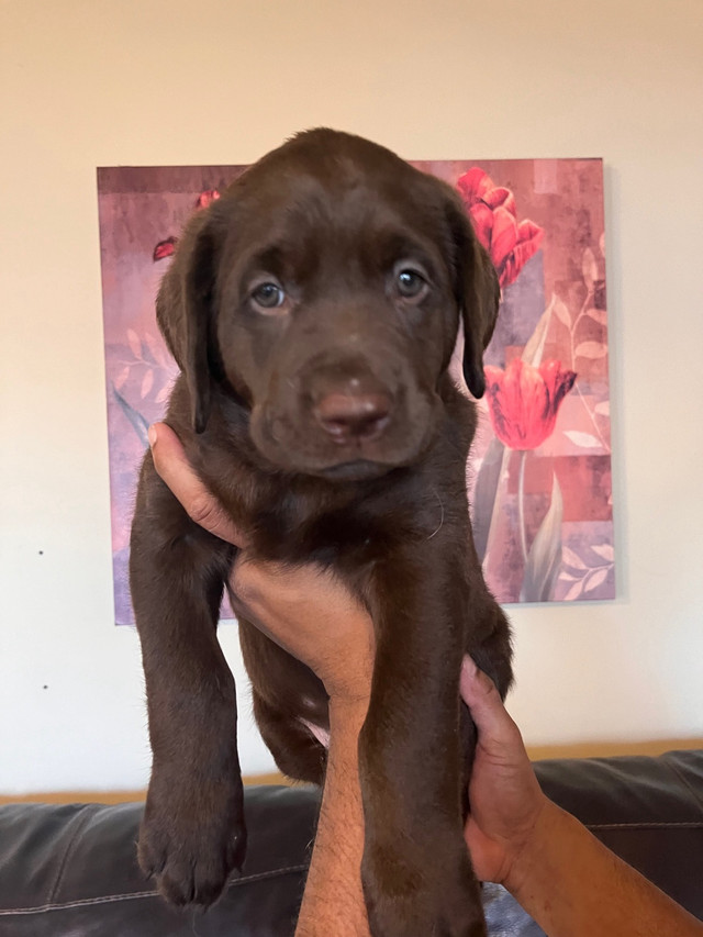 Purebred Labrador pups in Dogs & Puppies for Rehoming in Saskatoon - Image 2