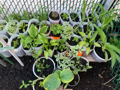 plantes Vivaces de 1$ à 5$, View more