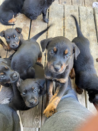 Rottweiler pups
