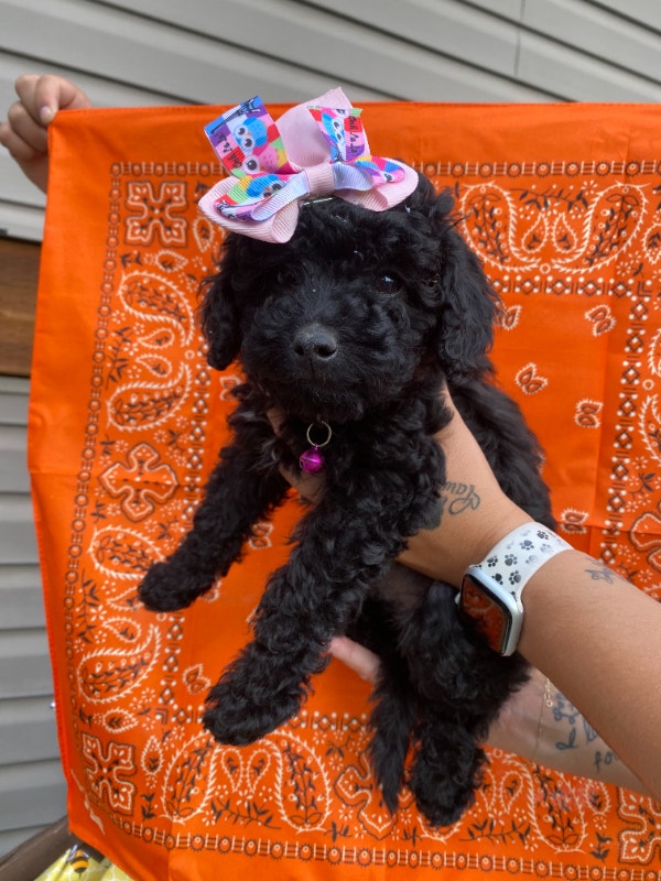 Adorable Toy/Miniature Poodles available now. Dogs & Puppies for Rehoming Williams Lake Kijiji